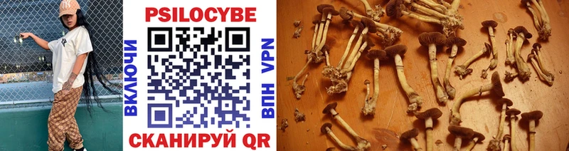 Купить где  Кстово  Псилоцибиновые грибы мицелий 